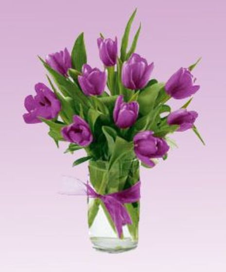 Purple Tulips Arranged