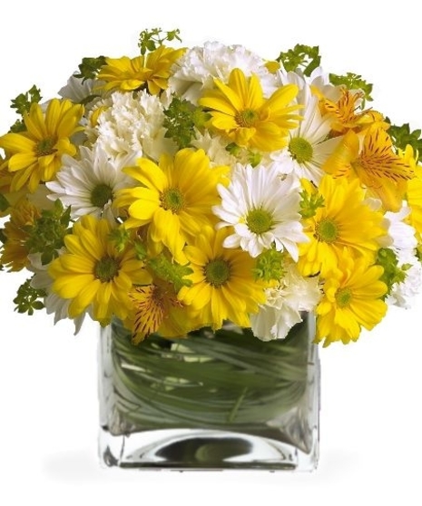 Gentle Daisies
