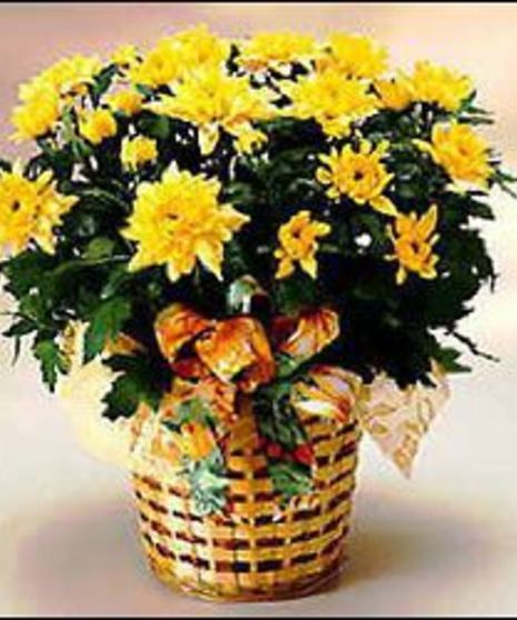 Mum Plant